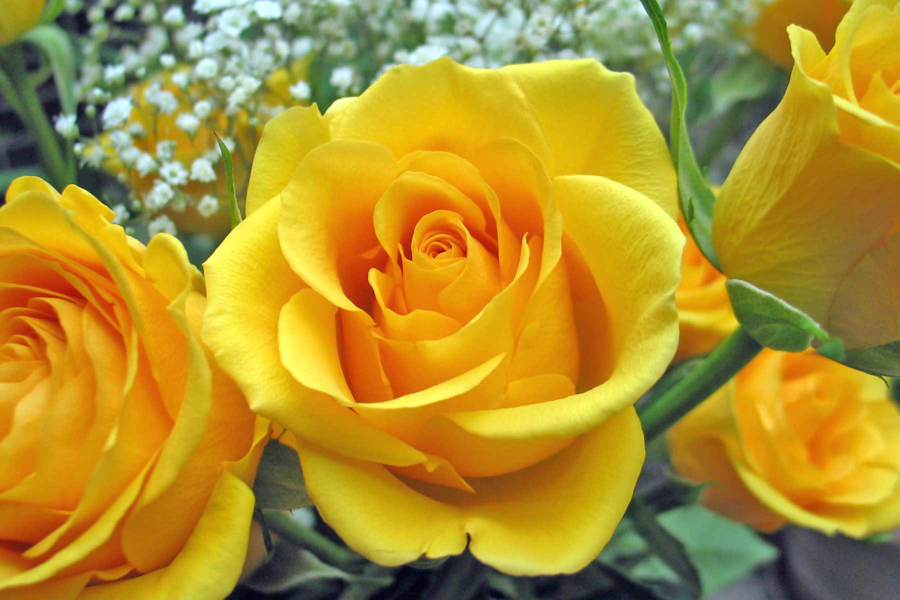 http://teguh77.files.wordpress.com/2010/02/single-yellow-rose.jpg